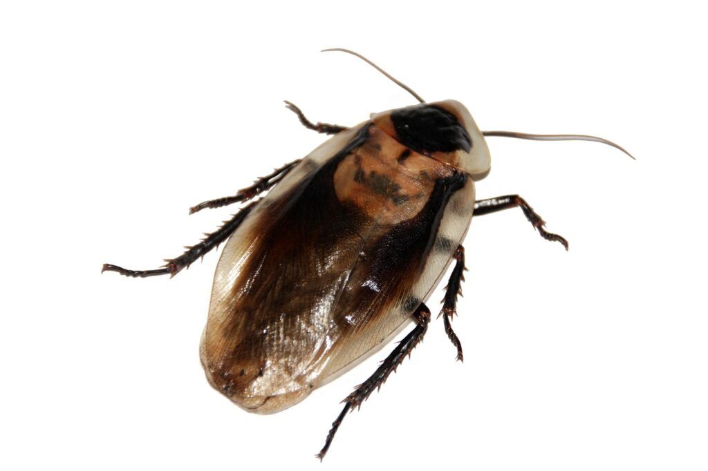 cockroach, insect, imago-566712.jpg